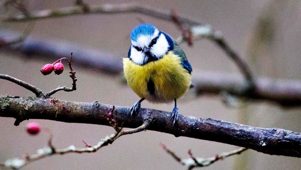 Una bacteria acaba con miles de pájaros en Alemania, al provocarles neumonía