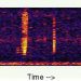 “Bloop”, el misterioso sonido en las profundidades del Pacífico Sur