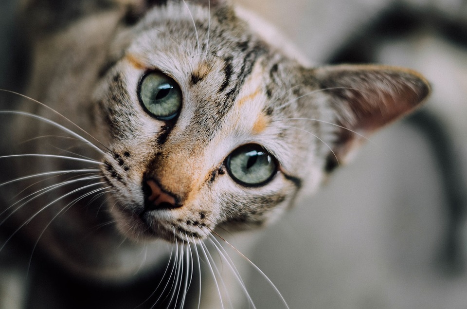 El poder mágico de los gatos: Increíbles facultades