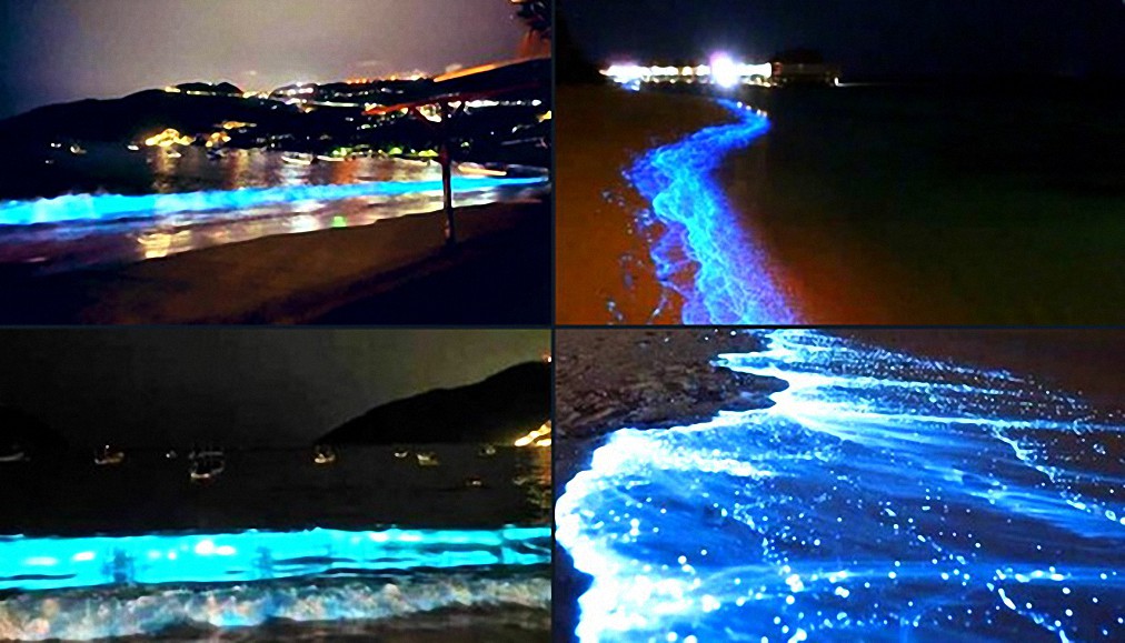 «Esto no ocurría hace más de 60 años», Espectacular fenómeno de bioluminiscencia en playas de Acapulco (México)