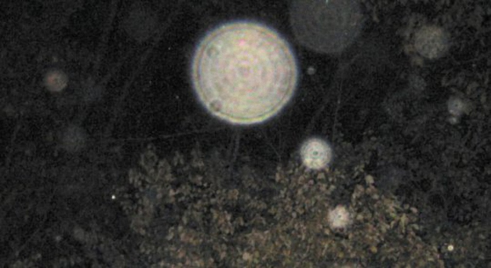 El misterio de los orbs