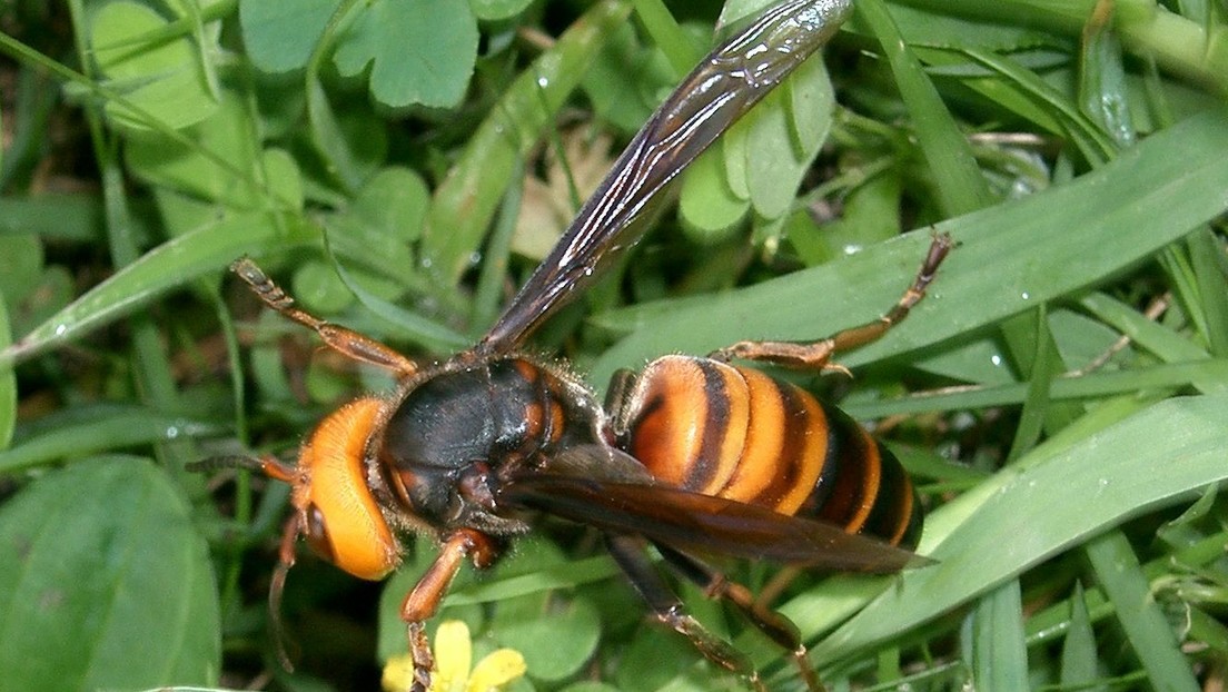 Encuentran por primera vez en EE.UU. avispones asiáticos asesinos, que acaban con colonias de abejas en horas