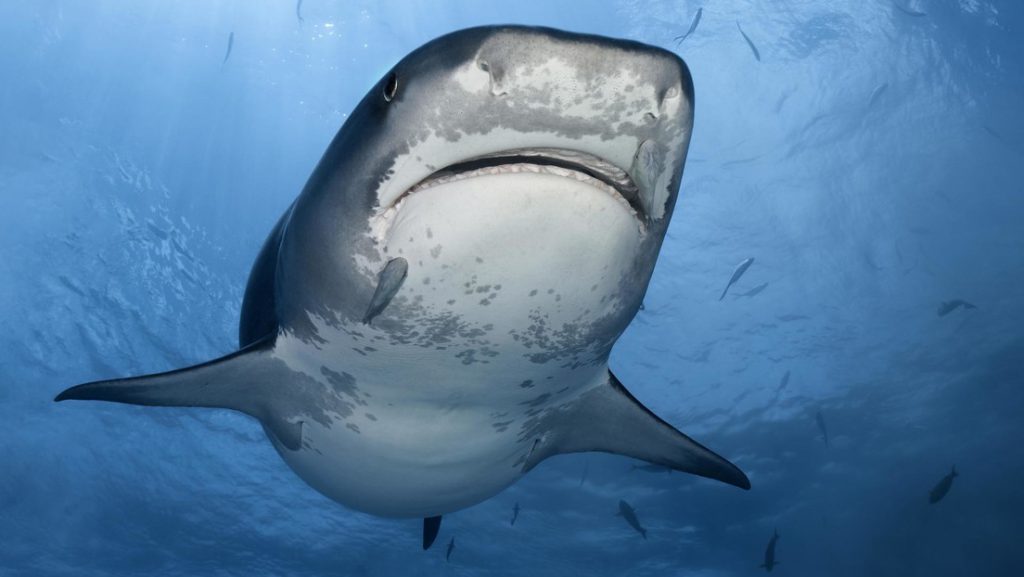 Captan a un tiburón de entre 3 y 4 metros frente a una playa española