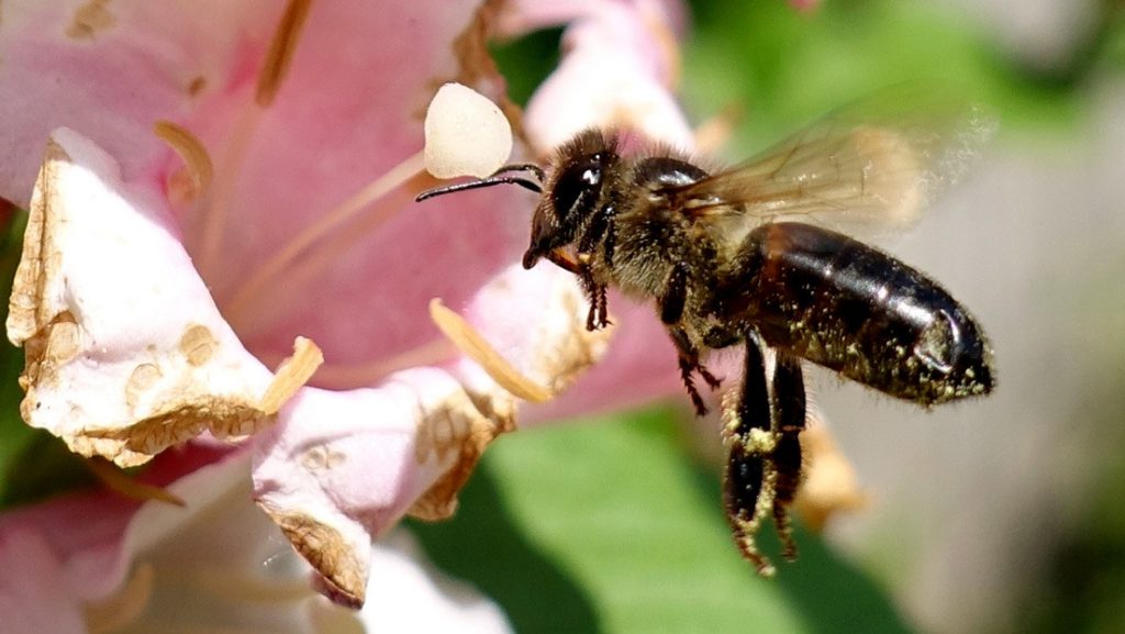 El pánico por los avispones asiáticos asesinos lleva a la matanza de abejas en EE.UU