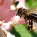 El pánico por los avispones asiáticos asesinos lleva a la matanza de abejas en EE.UU