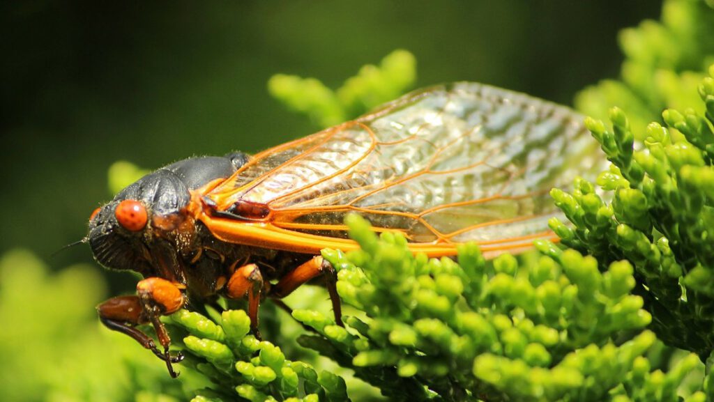 Millones de cigarras invadirán EE.UU. tras pasar 17 años bajo tierra