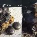Pomos de puertas de 300 millones de años encontrados en carbón