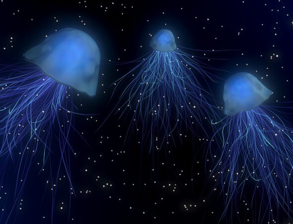 jellyfish-1730018_960_720