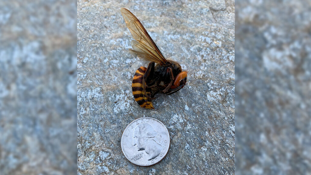 Encuentran por primera vez este año en EE.UU. un avispón gigante asiático, potencialmente peligroso para los humanos