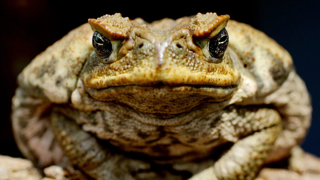 Sapos gigantes y tóxicos aparecen en EE.UU. por las fuertes lluvias y amenazan a las mascotas domésticas