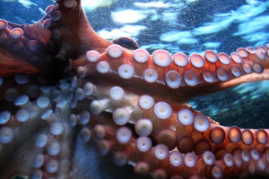 Un calamar gigante de cuatro metros aparece muerto en una playa de Sudáfrica