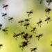 Liberarán 750 millones de mosquitos transgénicos en Florida (EE.UU)