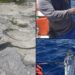 Aparece en Isla Cozumel (México) pez remo que presagia terremotos