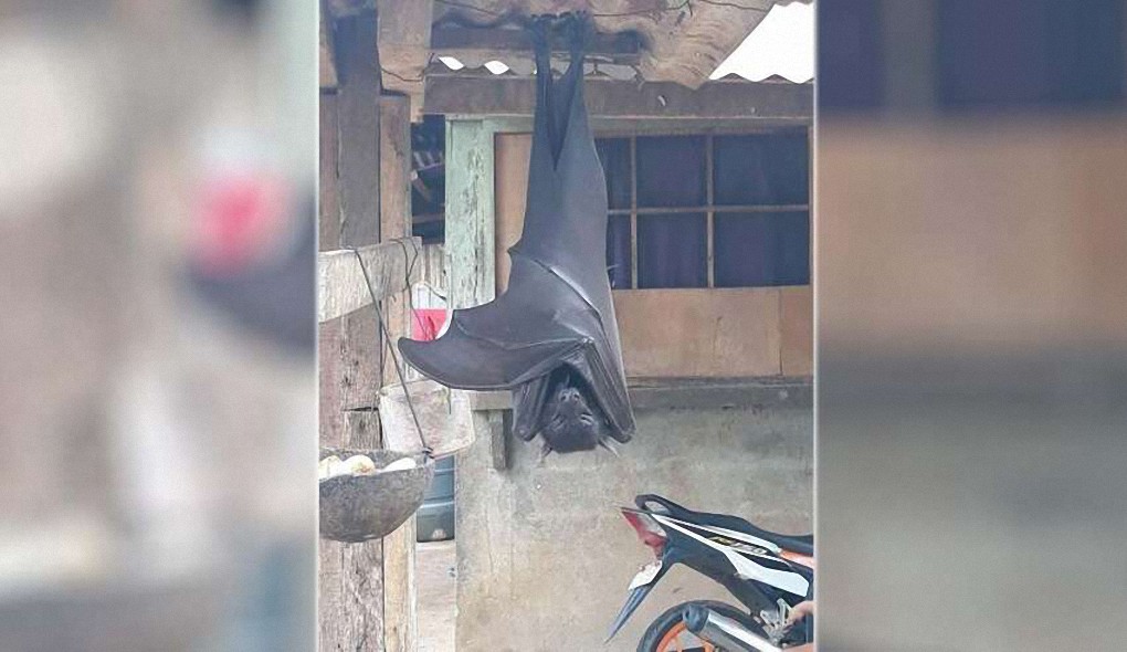 Fotografían un murciélago humano en Filipinas, y no es un zorro volador gigante