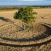 Crop Circle alrededor de un árbol