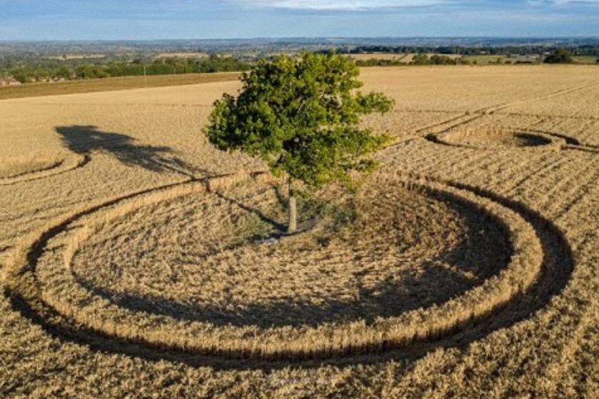 Crop Circle alrededor de un árbol