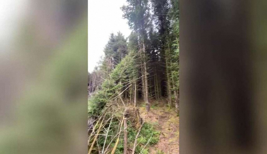 Un hombre descubre el sitio de un OVNI estrellado en un bosque del Reino Unido