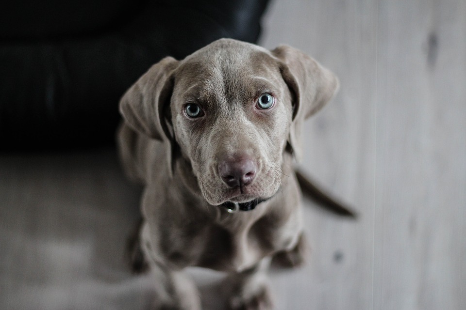 Descubierto un Inexplicable Sentido en los Perros