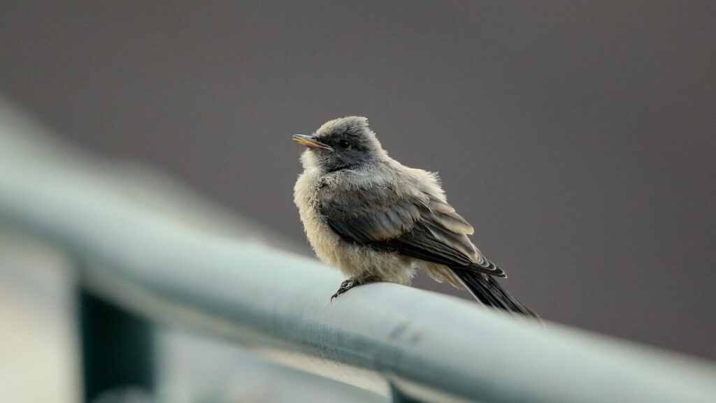 EE.UU.: Científicos no logran descifrar qué hay detrás de la muerte masiva de aves en Nuevo México