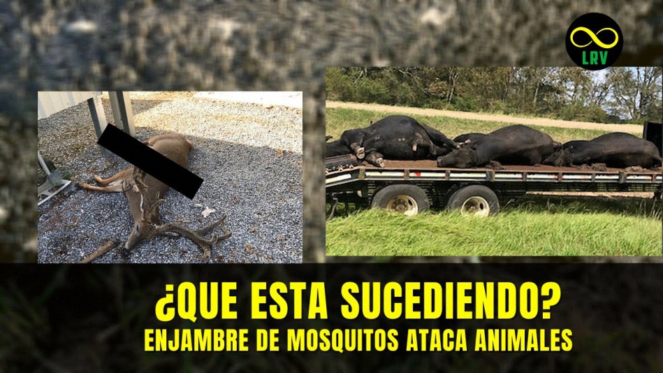 ¿Qué está pasando en EEUU? – Enjambre de mosquitos dejan sin vida a animales