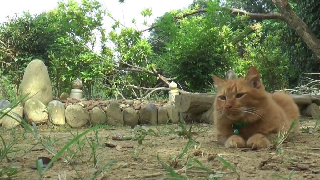 Esta gata visita cada día la tumba de su dueño fallecido hace 2 años