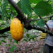 Gran parte del suministro mundial de chocolate depende del trabajo de más de un millón de niños, algunos de tan solo cinco años