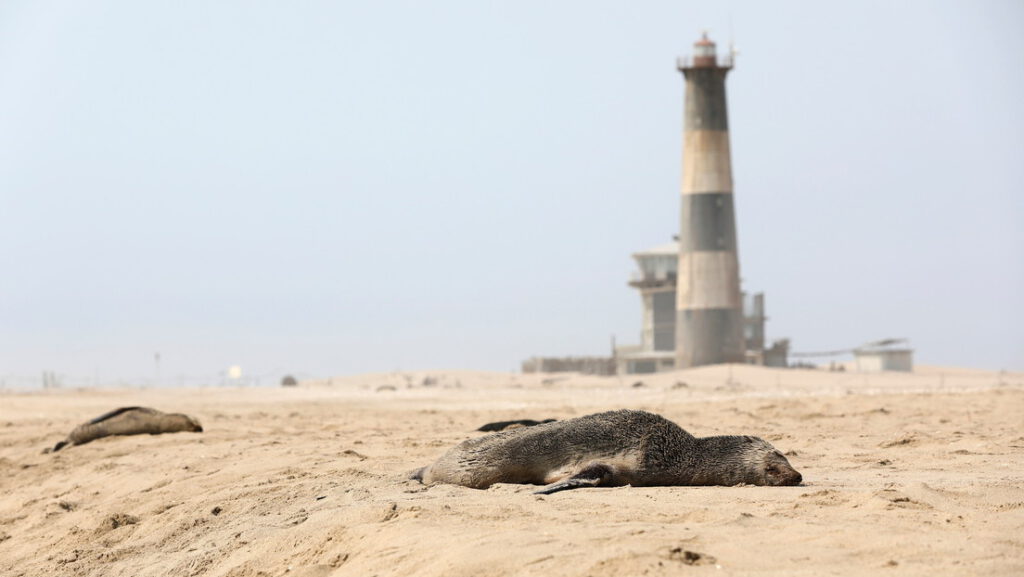 Encuentran al menos 7.000 focas muertas por causas desconocidas en las costas de Namibia