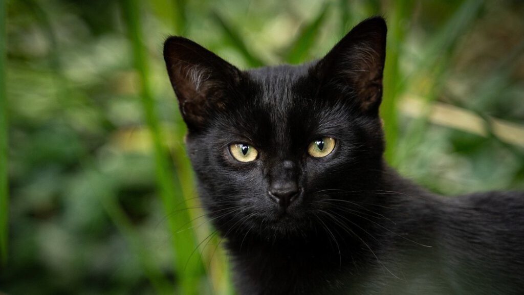 Una gata desaparecida hace más de 2 años se reencuentra con su dueño tras ser hallada a unos 100 kilómetros de su casa