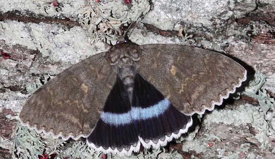 Encuentran una mariposa mutante en la zona de exclusión de Chernóbil