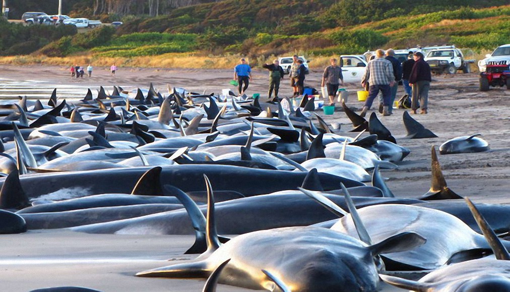 Las ballenas piloto varadas son un signo del cambio de polo magnético y la magnetosfera menguante de la Tierra