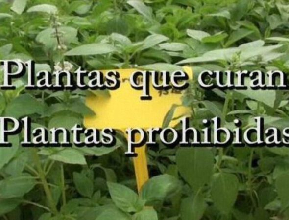 Plantas_que_curan_plantas_prohibidas-480855834-large