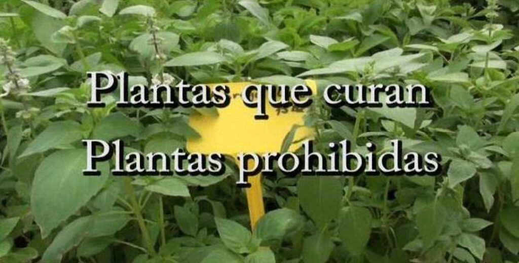 Plantas que curan, plantas prohibidas