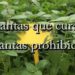 Plantas que curan, plantas prohibidas