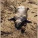 Aparece una aberrante criatura muerta en una playa griega tras una tormenta