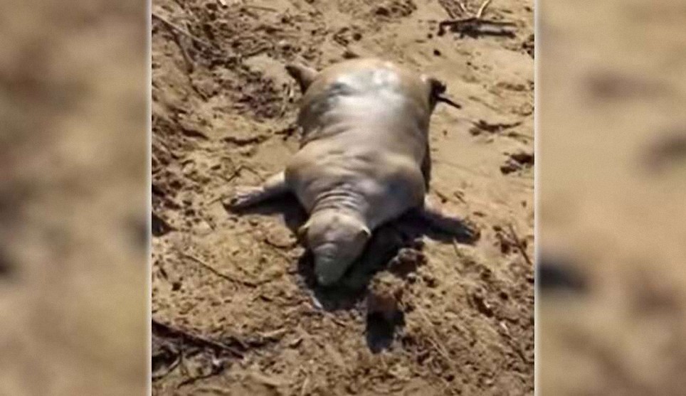 Aparece una aberrante criatura muerta en una playa griega tras una tormenta