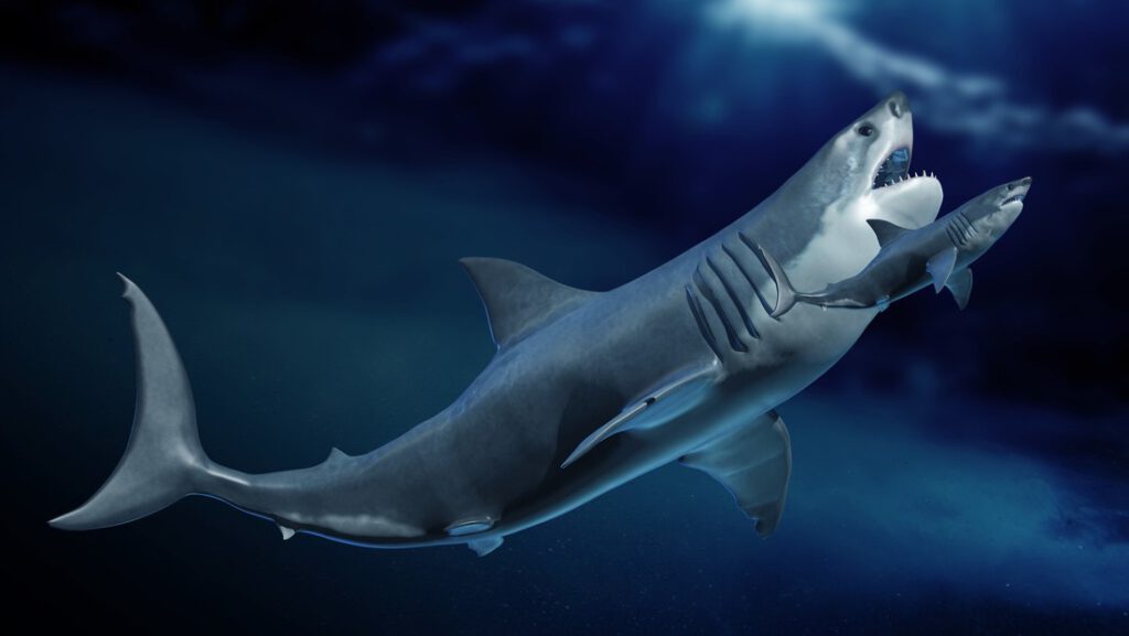 Los megalodones recién nacidos eran caníbales y medían más que una persona adulta