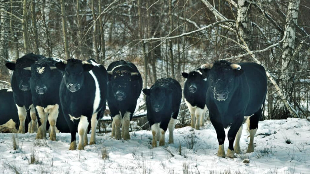 Las vacas abandonadas en la zona de exclusión de Chernóbil adoptan la organización y comportamiento de animales salvajes