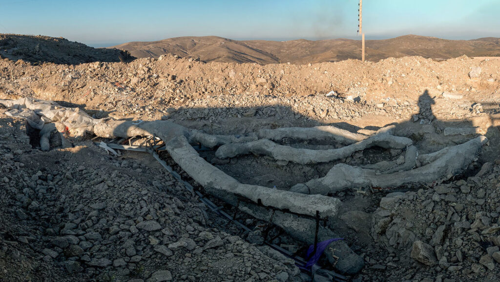 Descubren un árbol petrificado hace 20 millones de años totalmente intacto en la isla de Lesbos