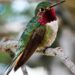 Los colibríes tienen la capacidad de ver más colores que los humanos