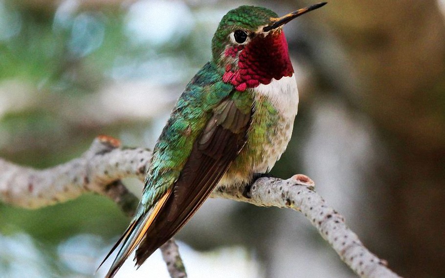 Los colibríes tienen la capacidad de ver más colores que los humanos