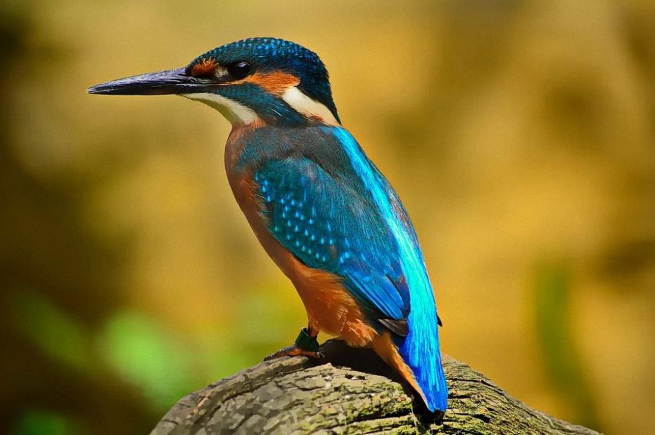 Descubren algo increíble en el cerebro de las aves