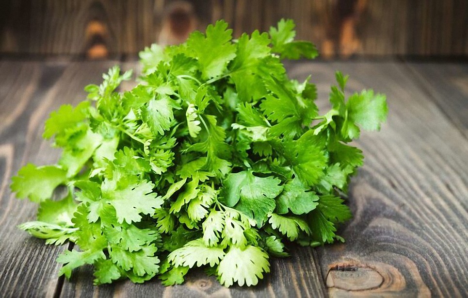 Cilantro, una hierba con 10 beneficios para tu salud