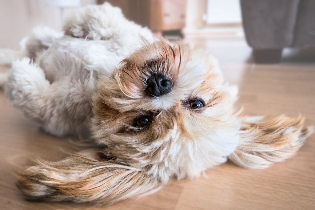 Las mascotas reducen el estrés: Nueva investigación científica lo confirma