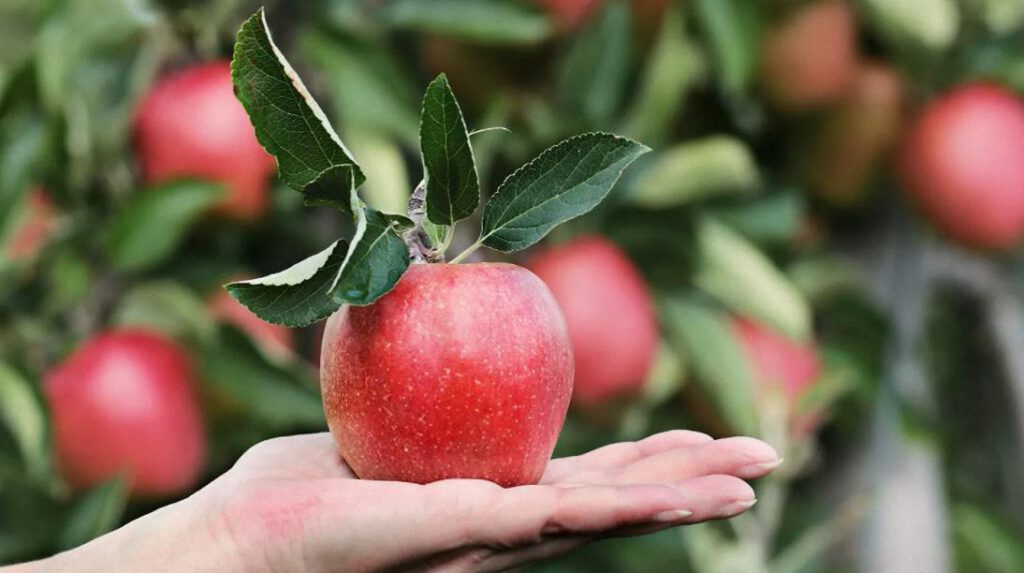 Descubren un vital beneficio de las manzanas