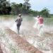 Médico español asegura que la causa principal de cáncer son los alimentos con agroquímicos