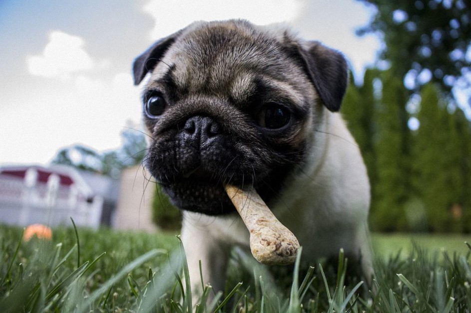 ¡4 alimentos saludables para la dieta de nuestros amigos de 4 patas!