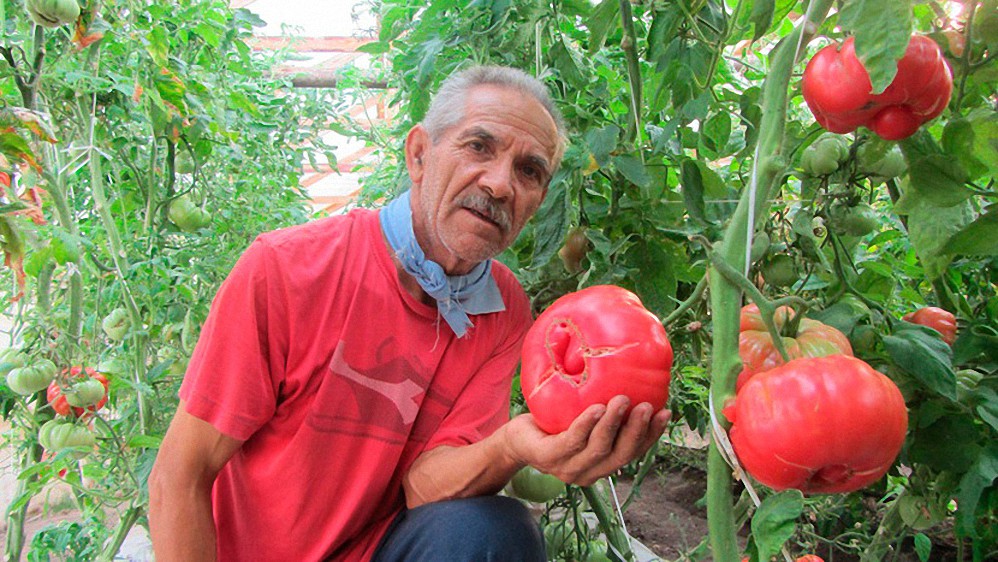 El éxito de volver a lo natural: experiencias inspiradoras de productores orgánicos