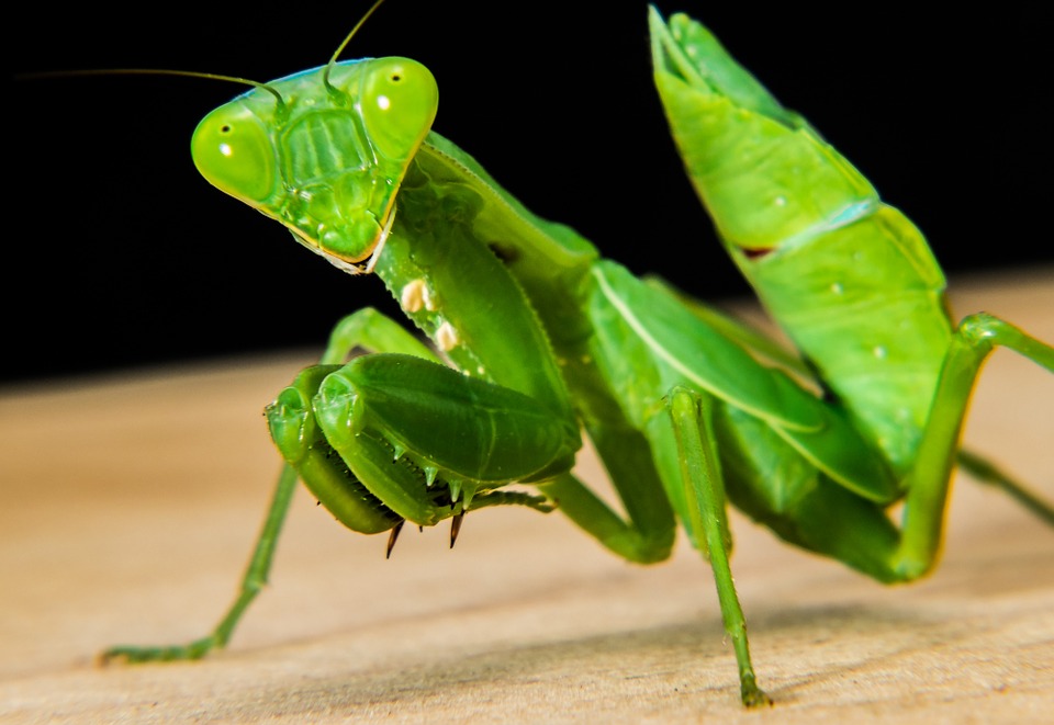 «Sintió muchísimo miedo» – La experiencia con seres mantis en el bosque Warwick