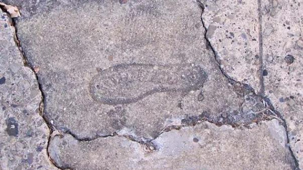 Huella de zapato de 15 millones de años de antigüedad hallada en Fisher Canyon, Nevada