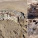 Una misteriosa bestia marina de cuatro toneladas aparece en una playa en Gales, y no es una ballena